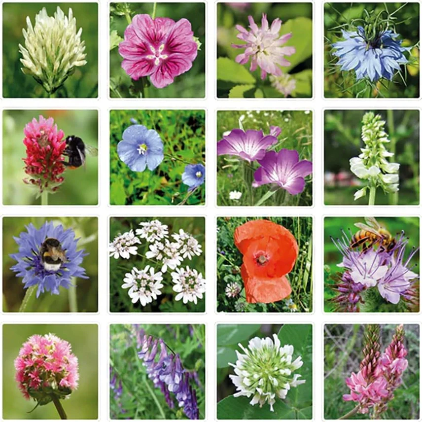 Egg Carton “It's Spring” – 6 Wildflower Seed Bombs Gift - Image 4